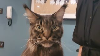 🐱💖 Wonderful Maine Coon Grooming Cat cat mainecooncatlovers mainecoon catgrooming groomingcat [upl. by Miriam]