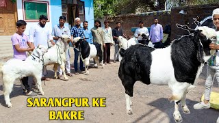 Nayaab Kota Goat in Sarangpur MP [upl. by Ursula]