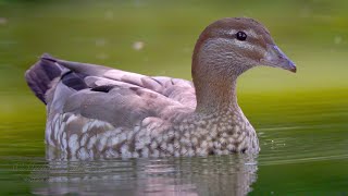 Australian Wood Duck Chenonetta jubata ♀  Mähnengans [upl. by Esilegna43]