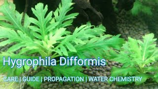 Hygrophila Difformis  Easy to grow Plant 🌱 Water Wisteria [upl. by Nihi]