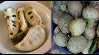 Amazing Benefits And Uses Of Custard Apples [upl. by Salli722]