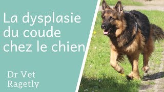 La dysplasie du coude chez le chien [upl. by Aihsenrad]