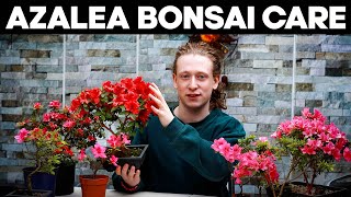 Azalea Bonsai Trees🌸Deadheading Pruning amp Repotting [upl. by Anah]