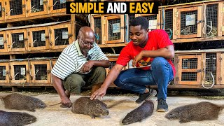 How To Start a Successful Grasscutter Farm as a BEGINNER in Ghana With LESS CAPITAL  DETAILED STEPS [upl. by Thema]