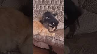 These animals be acting crazy ￼ funny funnyvideo comedy lol shorts [upl. by Anselmi161]