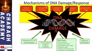 DNA Damage  What is DNA damage and describe the mechanism of DNA repair [upl. by Meek927]