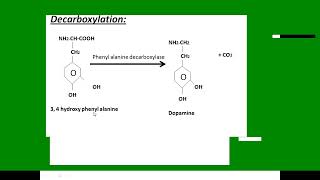 Decarboxylation Transamination Toxicity of ammonia [upl. by Lathe]