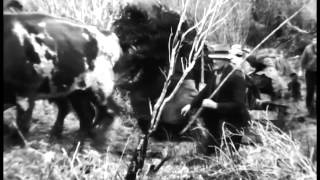 Bullocks at work in Leith Valley Dunedin 1939 [upl. by Buckingham403]