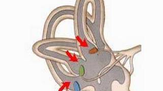 How the Body Works The Organs of Balance [upl. by Wood]