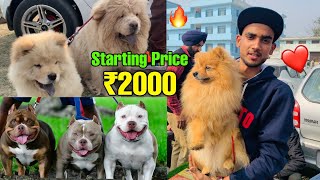 Cheapest Dogs Market In india  WholesaleRetail  PitbullAmerican BullyLhasa Suraj chauhan [upl. by Malorie]