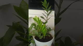 ZamiaAir purifying plant indoor plant [upl. by Acinod]