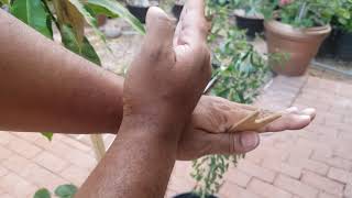 Pruning a Guamuchil tree  Tree pruning 101  How do I prune my tree [upl. by Tiler]