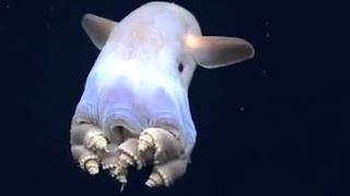 Dumbo OctopusGrimpoteuthis flap earlike fins to propel upwards [upl. by Ecirtnom776]