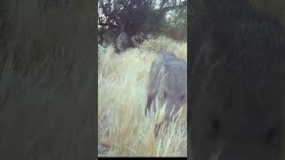 Javelina parade javelina wildlife trailcam [upl. by Anahsahs]