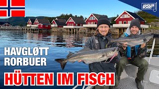 Angeln in Norwegen  Havgløtt Rorbuer Hütten im Fisch  Köhler Dorsch Livebisse  Norwegen Urlaub [upl. by Mellette]