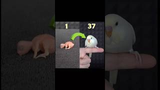 37 Days Development of Baby Budgie budgie birds growth shortvideo [upl. by Airamahs]