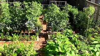 How to Grow a lot of Food in a Small Garden  9 EZ tips [upl. by Ahseele]