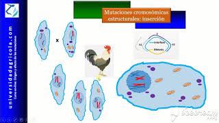 Curso Mutaciones Video 7 Mutaciones cromosómicas estructurales Inserción [upl. by Dremann535]