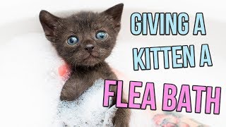 How to Give a Kitten a Flea Bath [upl. by Ile]