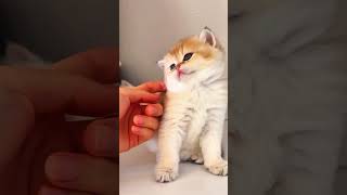 Playful Kitten Moments The Cutest Little Feline Ever [upl. by Cynthla]