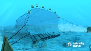 How Seafood is Caught Bottom Trawling [upl. by Iblehs]