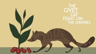 Civet Cat Coffee Bean Process Iteration1 [upl. by Notsniw]