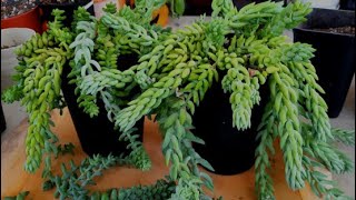 How do I propagate my burros and donkeys tail [upl. by Arorua146]