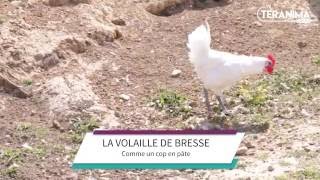 La volaille de Bresse comme un coq en pâte  Teranima TV [upl. by Aeneas919]