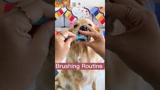 Easy Dog Toothbrushing Routine Keep Your Pups Teeth Clean amp Healthy dogtraining dogtooth shots [upl. by Eledoya31]