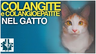 Colangite o colangioepatite nel gatto [upl. by Jessa]