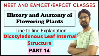 Dorsiventral Leaf  Dicot Leaf Internal Structure  Anatomy of Flowering Plants  PART 14 [upl. by Oos]