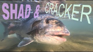 WILD COAST WINTER FISHING  Cracker amp Shad [upl. by Dilaw]