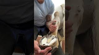 16 years in and each hoof is just as satisfying as the last😂🐴 shorts asmr horse satisfying [upl. by Yecac]