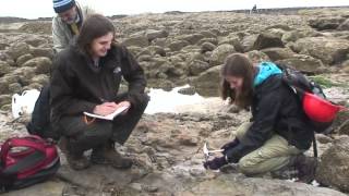 Dinosaur crocodile and plant fossil hunting in Fairlight Cove East Sussex England [upl. by Ahsaf]