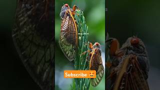 Cicada 🤩 shorts factsinhindi facts factshorts dadajifacts trending cicada insects [upl. by Nnylyam948]