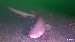 Shark swims towards group of divers in BCs Howe Sound [upl. by Imorej]