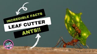 Leaf Cutter Ant Facts 🐜 ants antfacts insects [upl. by Jala648]