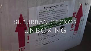 2020 Suburban Geckos Leopard Gecko Unboxing  Betta Gecko [upl. by Ruthe]