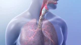 Structures of the Lower Respiratory System with Molli Crenshaw [upl. by Inus33]