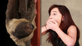 A Girl Obsessed With Sloths Gets Surprised With A Sloth [upl. by Renard300]