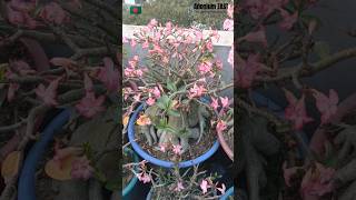 Arabicum Thai Soco MKP bonsai adeniumdesertrose floweringplant plants adenium shorts viral [upl. by Eileen806]