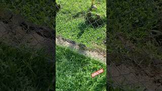 GARDEN LIZARD bigislandhawaiivlog hilohawaii lizard [upl. by Sullivan821]