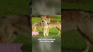 Meet the Czechoslovakian Wolfdog  Loyal and Versatile Dog breed [upl. by Kenison]