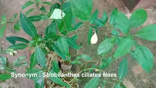 Nilgirianthus ciliatus  Bengal Kurinji Medicinal and Flowering Plant [upl. by Dahsra567]