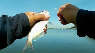 Weakfish and Porgy Action Pier 8 At BCD 91224 [upl. by Hazmah]