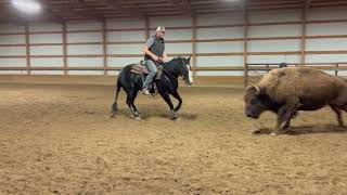 Boon Doc Bailey  2021 AQHA Black Rabicano Reined Cow Horse Mare  2 [upl. by Imer280]