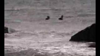 Surfers at Goosewing Beach Little Compton RI [upl. by Bamby847]