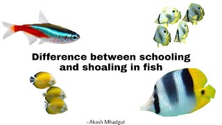 Difference between schooling and shoaling fishes  why they form such groups  and many more [upl. by Anev]