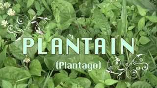 Herbs n Pastures Plantain [upl. by Trainer204]