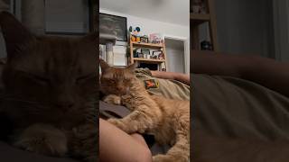 Kermit’s theme song 🥹 catshorts catlover cutecat catvideos catdad gatos cat [upl. by Lexerd678]